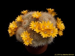 Sulcorebutia glomeriseta 2157